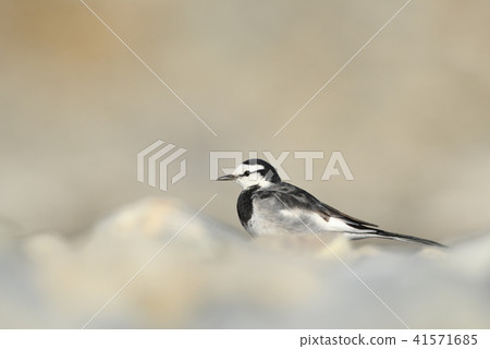 多摩河的Hakushinki 41571685