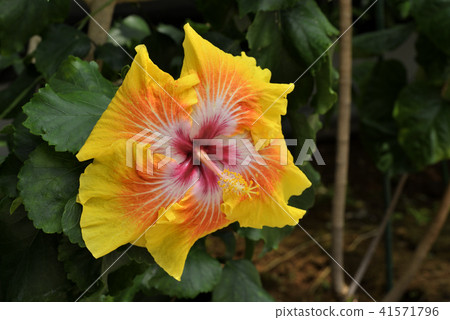 Hibiscus (Star Maker) 41571796