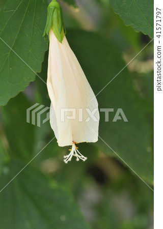 UNAKUSHI FUYOU 41571797