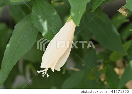 UNAKUSHI FUYOU 41571800