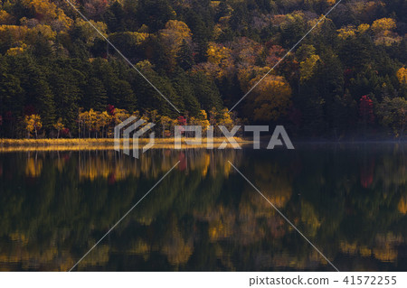 Autumn leaves of Onne towo 41572255