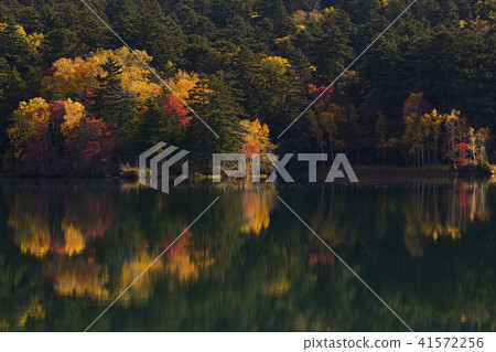 Autumn leaves of Onne towo Autumn leaves of Onne towo 41572256
