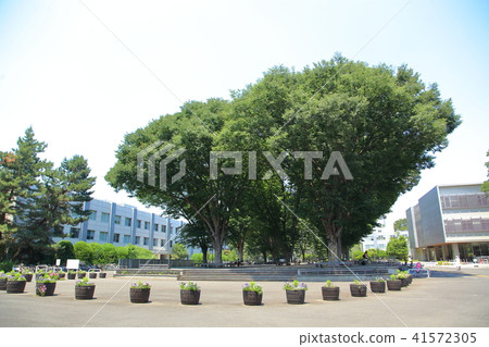 Tokyo Gakugei University Koganei-shi 41572305