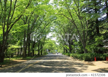 Tokyo Gakugei University Koganei-shi Tokyo Gakugei University Koganei-shi 41572306
