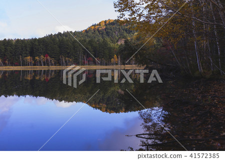 Hokkaido autumn leaves Hokkaido autumn leaves 41572385