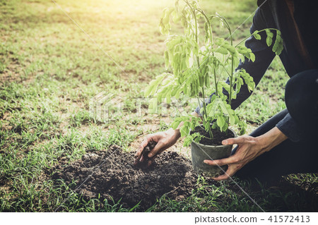 Young man planting the tree in the garden as earth day and save Young man planting the tree in the garden as earth day and save 41572413