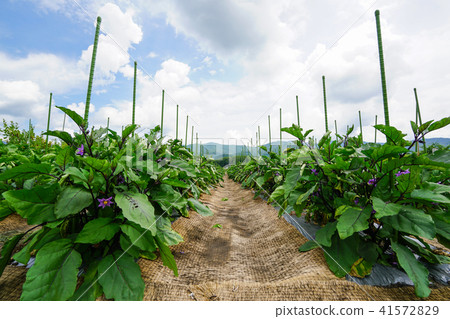 Eggplant fields Eggplant fields 41572829
