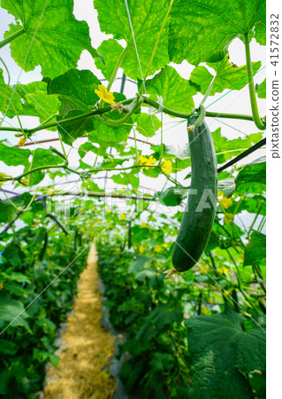 Cucumber field Cucumber field 41572832