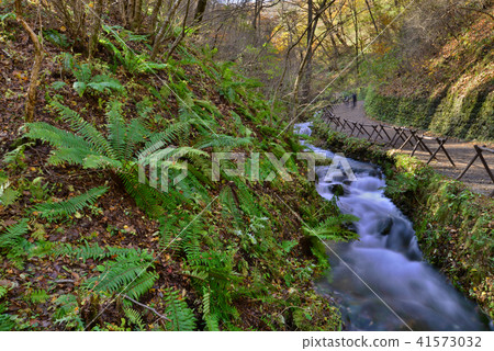 Shiraito Falls（長野縣）秋葉的季節 41573032