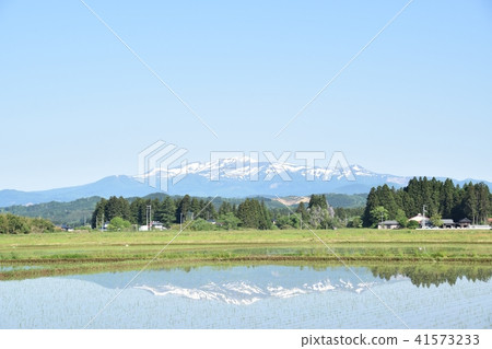 Mt. Kurikomi seen from the rice fields 41573233