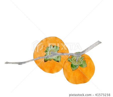 persimmon persimmon 41573238