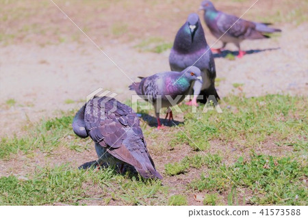 Pigeons 41573588