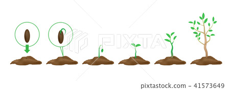 Green shoots with leaves and ground.  41573649