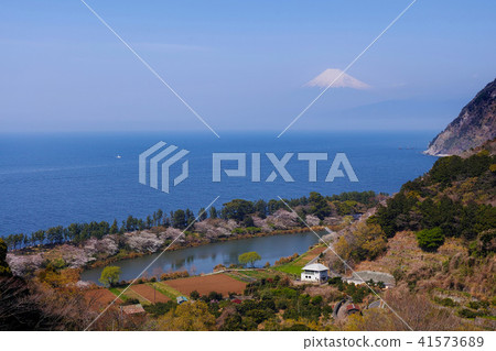 [Izu/Sightseeing spot] Mt. Fuji and Myojin Pond with cherry blossoms in full bloom 41573689