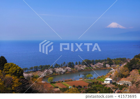 [Izu/Sightseeing spot] Mt. Fuji and Myojin Pond with cherry blossoms in full bloom 41573695