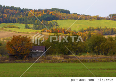 Countryside scenery of Furano 41573696
