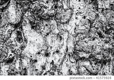 Background of conifer tree bark, colorless Background of conifer tree bark, colorless 41573928