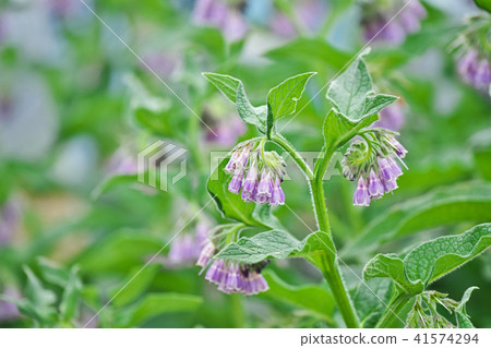淡紫色的紫草花 淡紫色的紫草花 41574294