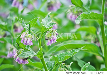 淡紫色的紫草花 41574295