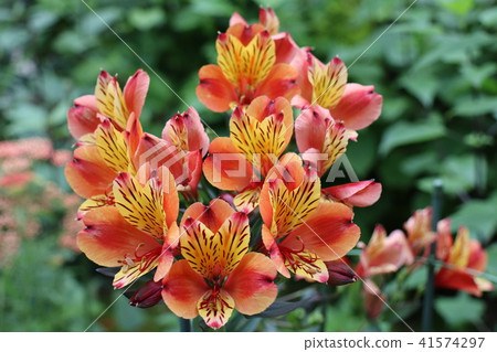 橙色百合水仙 41574297
