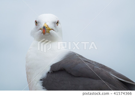 A sea cat to watch 41574366