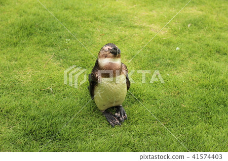 Penguin to be careful on lawn 41574403