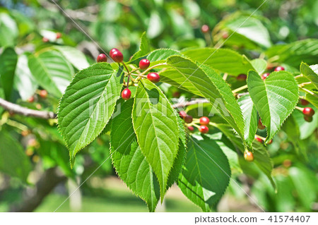 紅櫻桃在公園裡 41574407