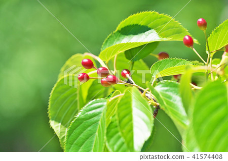 紅櫻桃在公園裡 41574408