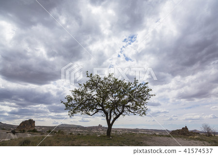 土耳其卡帕多西亞Goreme樹在荒野 41574537