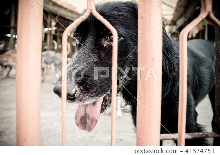 Leprosy street dog, sick leprosy from skin problem Leprosy street dog, sick leprosy from skin problem 41574751