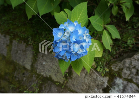 hydrangea   41574844