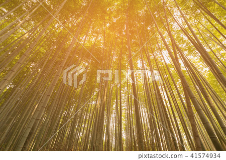 Bottom view Bamboo forest in Kyoto Bottom view Bamboo forest in Kyoto 41574934