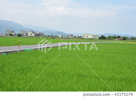 宜蘭伯朗大道稻間美徑 宜蘭伯朗大道稻間美徑 41575279