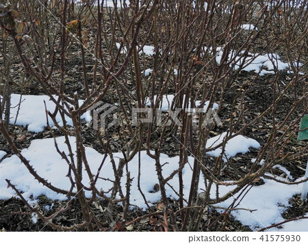 玫瑰修剪風景(Sakaki Chikuma River Rose Park) 玫瑰修剪風景(Sakaki Chikuma River Rose Park) 41575930