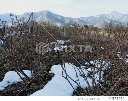 玫瑰修剪風景(Sakaki Chikuma River Rose Park) 玫瑰修剪風景(Sakaki Chikuma River Rose Park) 41575931