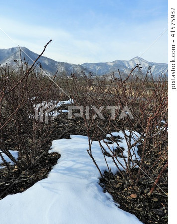 玫瑰修剪風景(Sakaki Chikuma River Rose Park) 玫瑰修剪風景(Sakaki Chikuma River Rose Park) 41575932