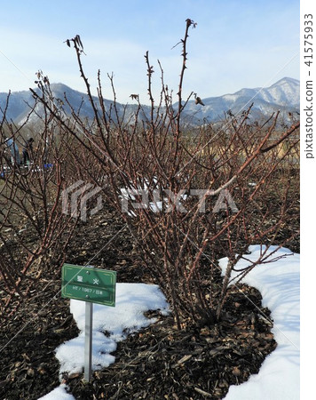 玫瑰修剪風景(Sakaki Chikuma River Rose Park) 玫瑰修剪風景(Sakaki Chikuma River Rose Park) 41575933