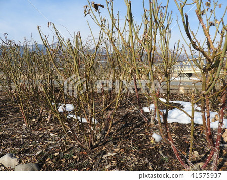 玫瑰修剪風景(Sakaki Chikuma River Rose Park) 玫瑰修剪風景(Sakaki Chikuma River Rose Park) 41575937