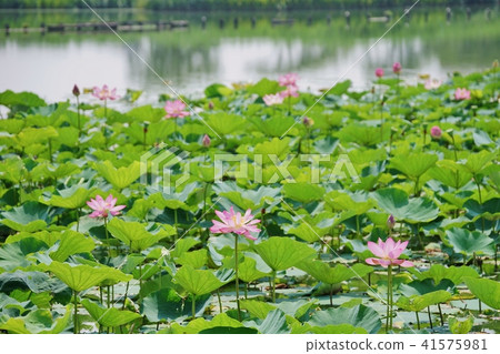 Isanuma古老蓮花 41575981