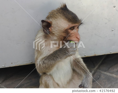 Monkey sit on the floor Monkey sit on the floor 41576492
