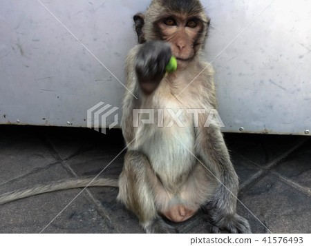 Monkey sit on the floor 41576493