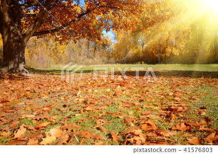 Autumn landscape background of trees 41576803
