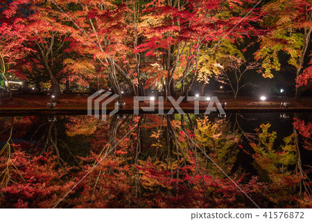 岐阜縣曹木公園秋葉點燈 岐阜縣曹木公園秋葉點燈 41576872