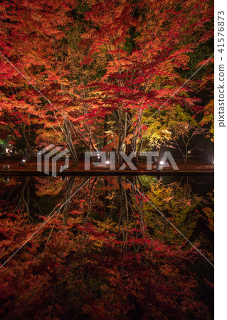 Gifu Prefecture Sogi Park Autumn leaves light up Gifu Prefecture Sogi Park Autumn leaves light up 41576873