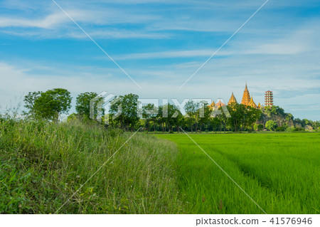 The scenery of the rice field before sunset The scenery of the rice field before sunset 41576946
