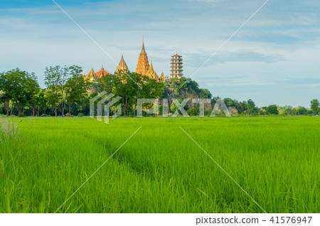 The scenery of the rice field before sunset  41576947