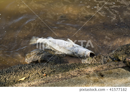 Snapper that died in the sea Snapper that died in the sea 41577182