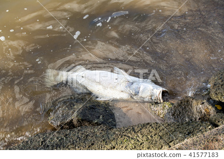 Snapper that died in the sea Snapper that died in the sea 41577183