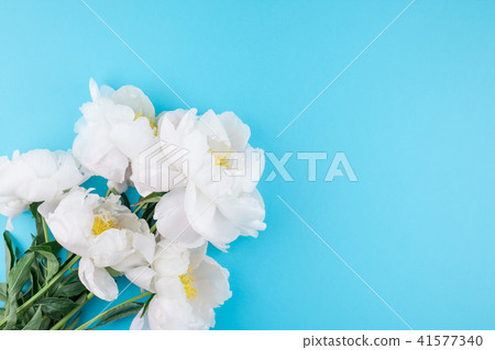 Blooming white peony flowers Blooming white peony flowers 41577340
