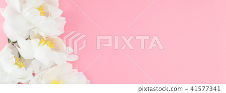 Blooming white peony flowers 41577341